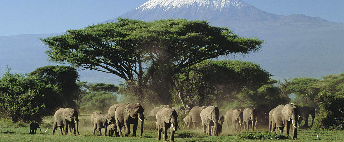 Afrikanische Elefanten im Ambolesi-Nationalpark vor der beeindruckenden Kulisse des Kilimanjaro © IMAGO / Ardea