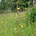 Otto Habichtskraut (Pilosella ottonis)