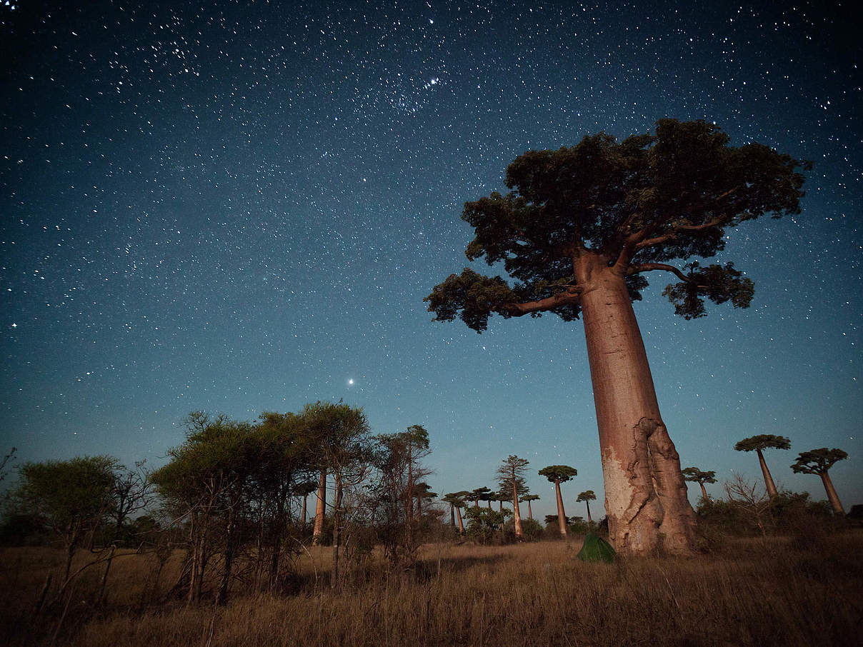 Baobab-Bäume unter dem Sternenhimmel. © Shutterstock / Dudarev Mikhail / WWF