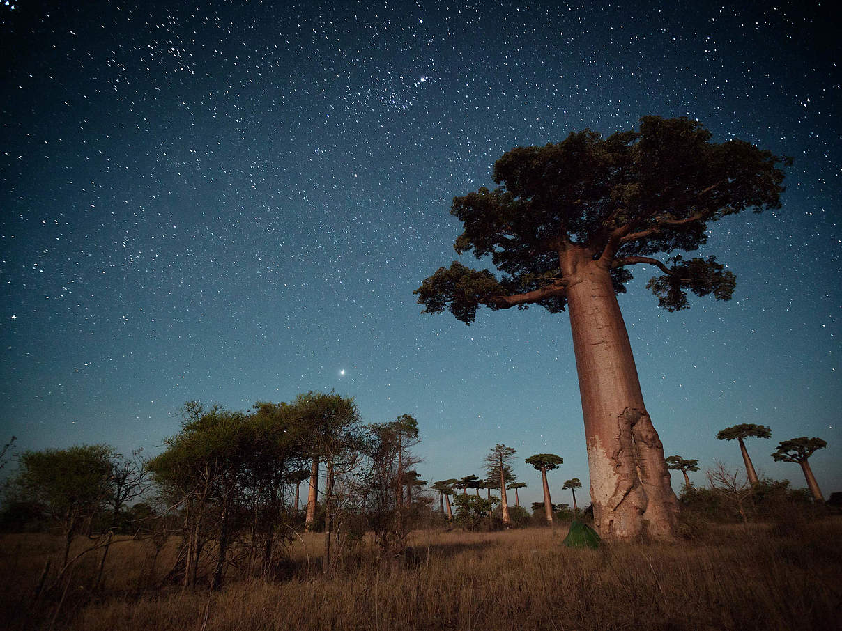 Sternenhimmel Baobab Baeume vom Mond beleuchtet c Shutterstock Dudarev Mikhail WWF Baobab-Bäume unter dem Sternenhimmel. © Shutterstock / Dudarev Mikhail / WWF