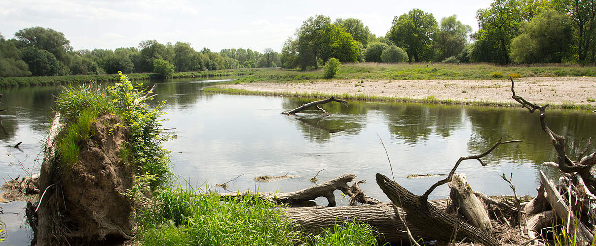 Totholz am Ufer der Mulde © Nele Klimmer / WWF