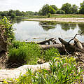 Totholz am Ufer der Mulde © Nele Klimmer / WWF