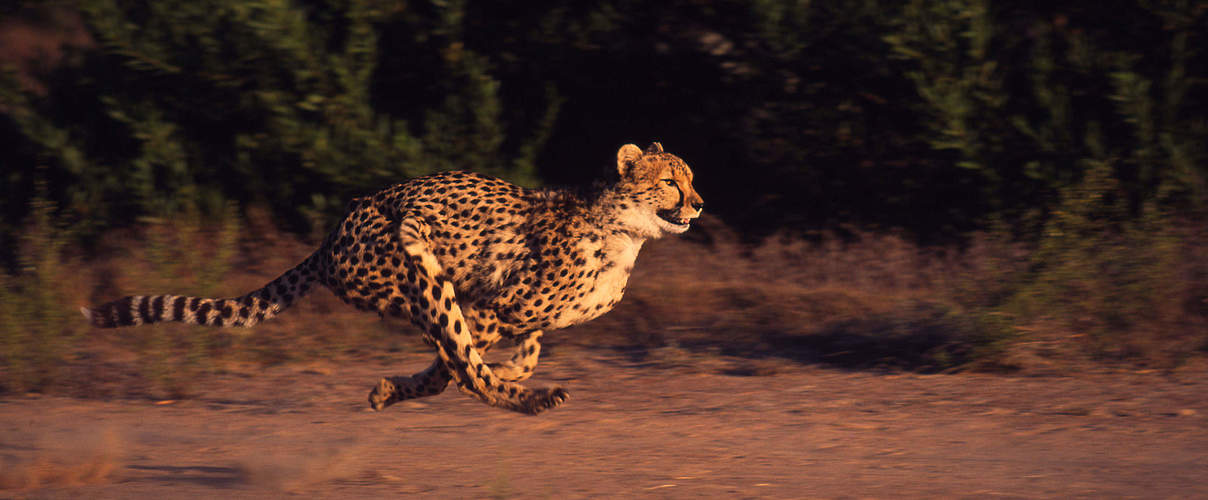Gepard bei der Jagd © Martin Harvey / WWF
