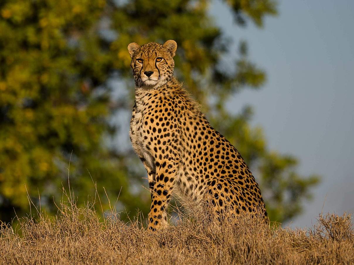 Gepard © Ola Jennersten / WWF Schweden