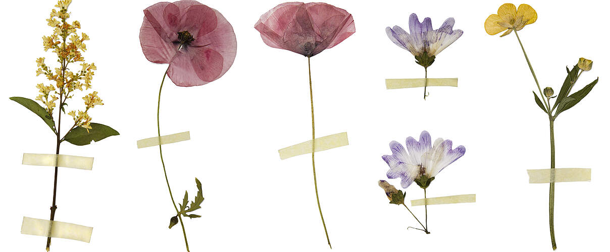 Gepresste und getrocknete Blüten