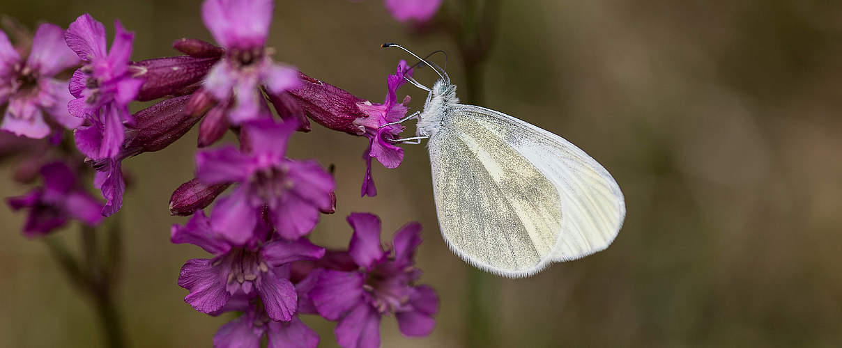 Senfweißling an einer Blüte © Ola Jennersten / WWF-Sweden