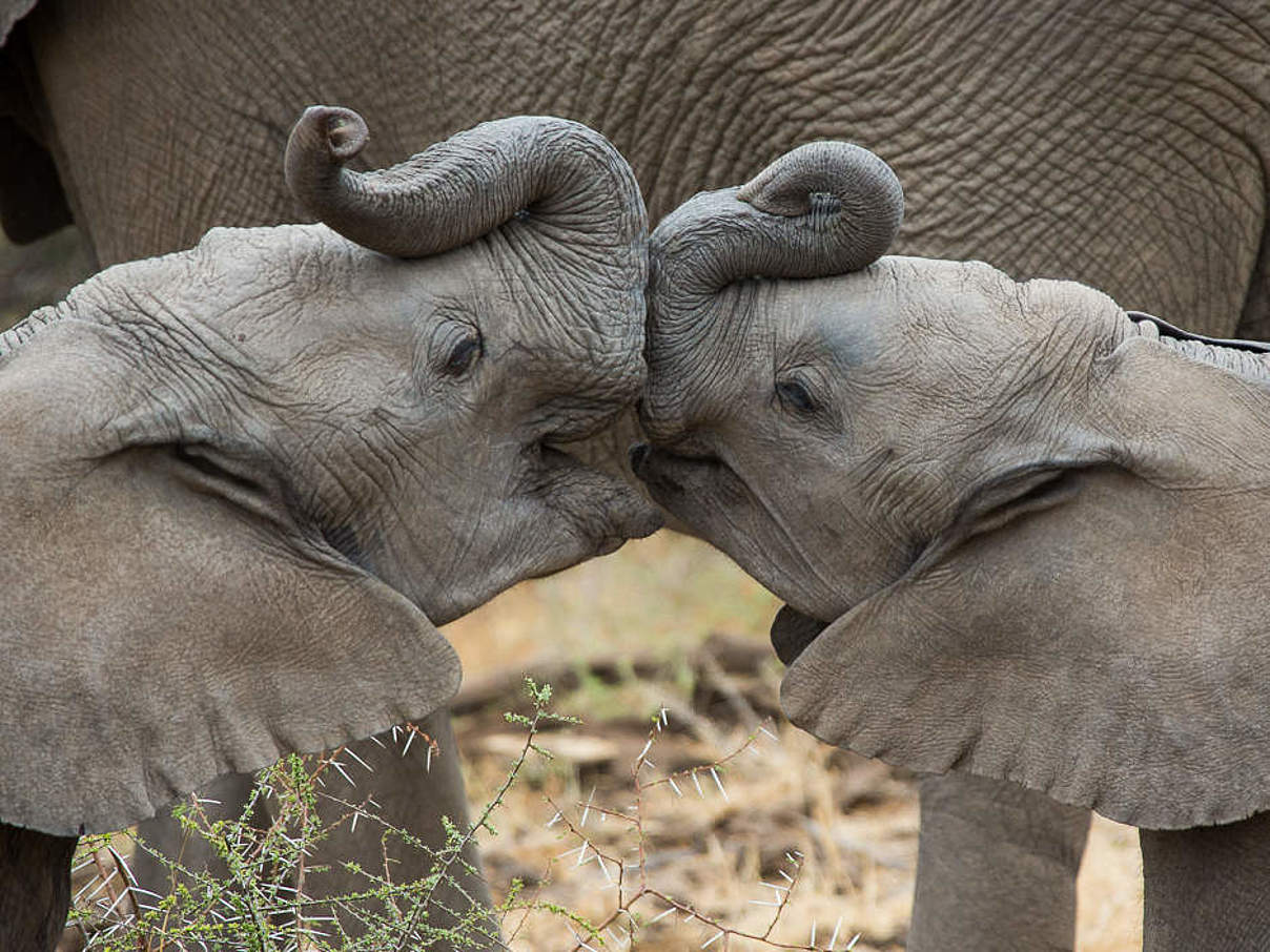 Zwei junge Afrikanische Elefanten in Botswana © Jay Williams