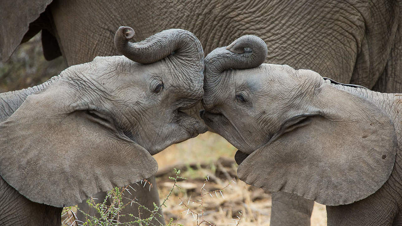 Zwei junge Afrikanische Elefanten in Botswana © Jay Williams