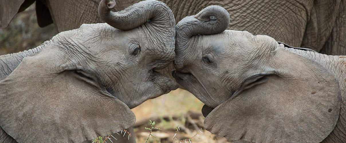 Zwei junge Afrikanische Elefanten in Botswana © Jay Williams