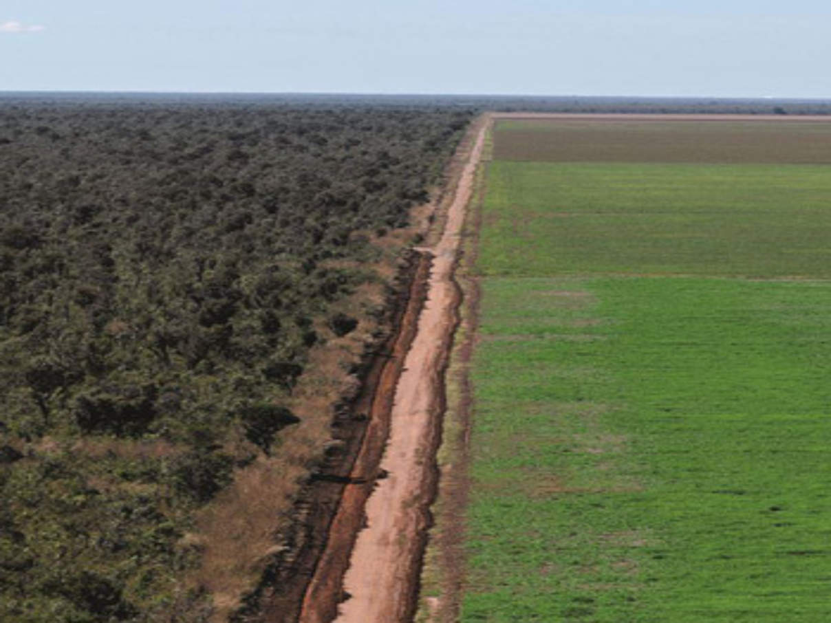 Regenwald Rodung für Landwirtschaft in Brasilien © Adriano Gambarini/ WWF Brazil