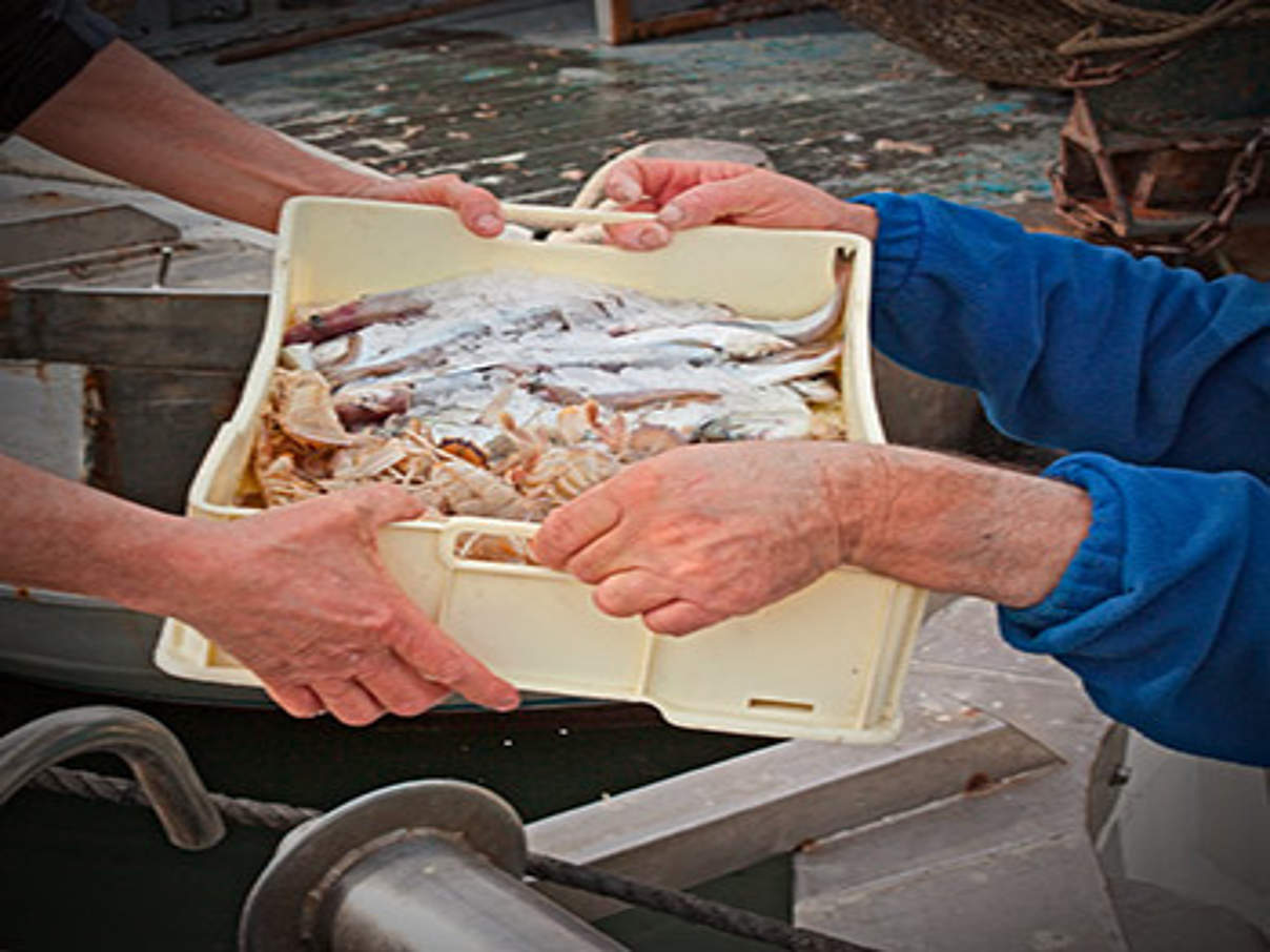 350 Fischfang ThinkstockPhotos 177090389 Jeder fünfte Fisch wird illegal gefangen © iStock / Getty Images