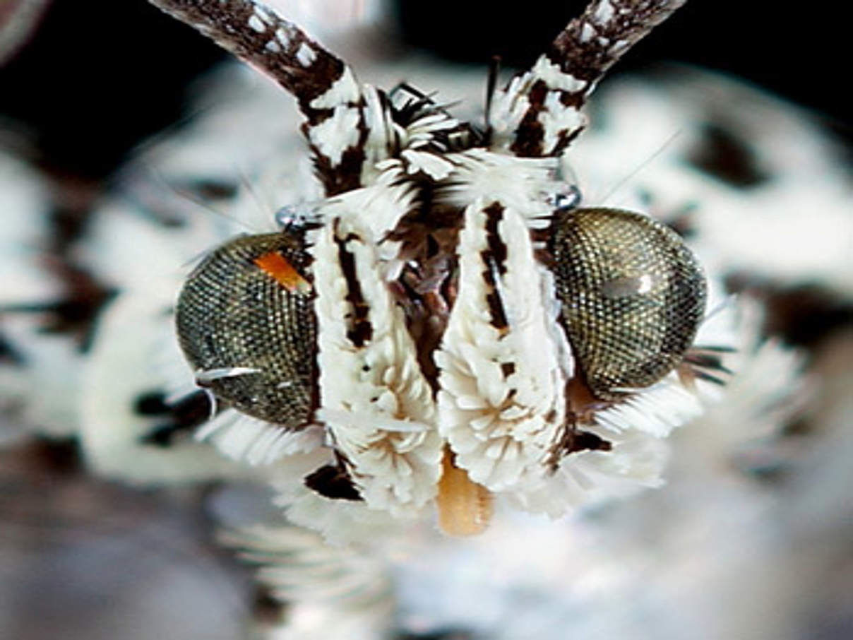 Nachtfalterspezies Sirindhornia chaipattana