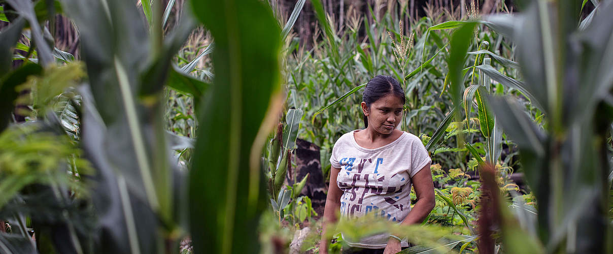 Gemüseanbau mit Agroforst-Methoden, Brasilien © Marizilda Cruppe / WWF-UK