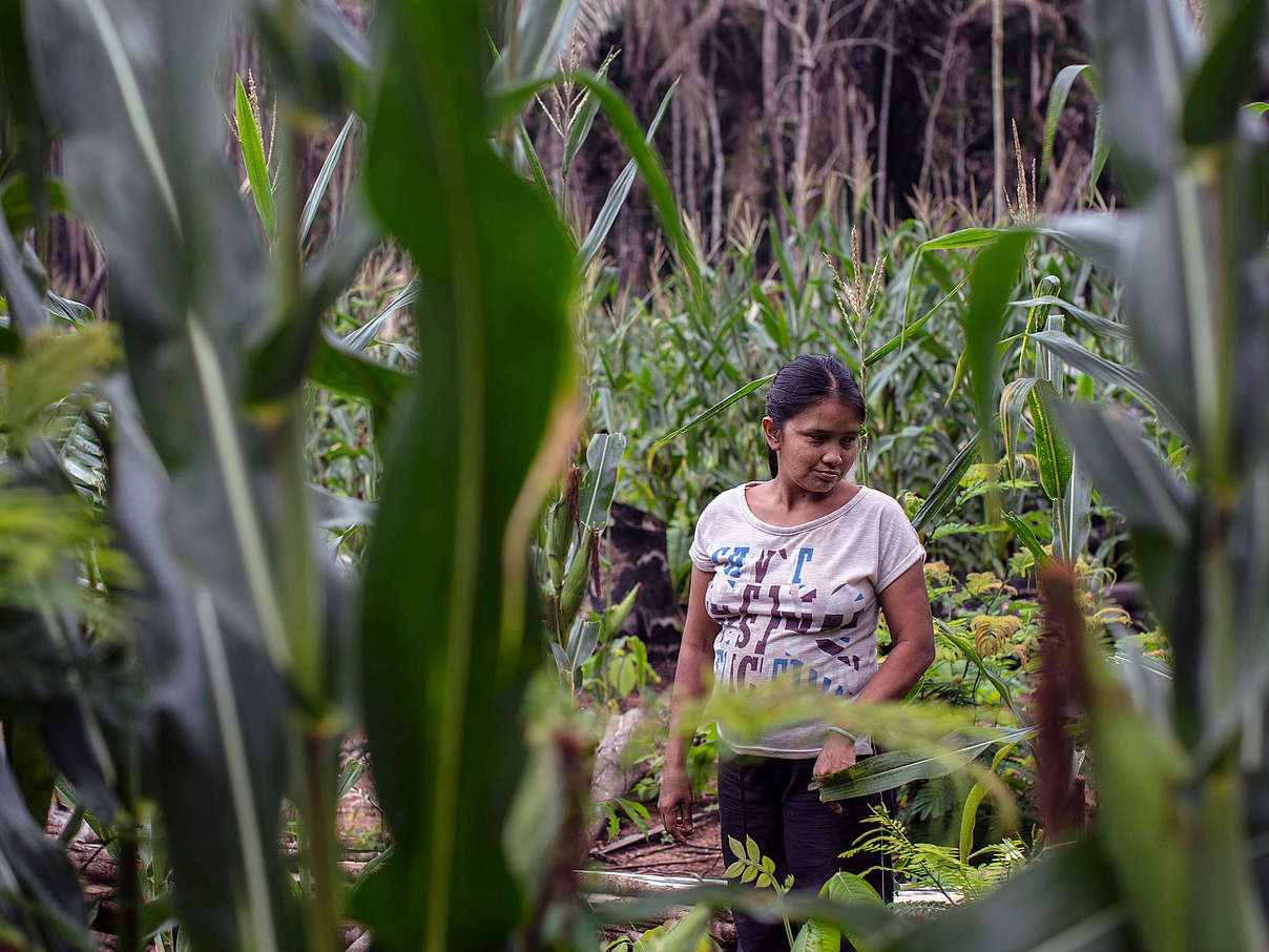 Gemüseanbau mit Agroforst-Methoden, Brasilien © Marizilda Cruppe / WWF-UK