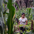 Gemüseanbau mit Agroforst-Methoden, Brasilien © Marizilda Cruppe / WWF-UK