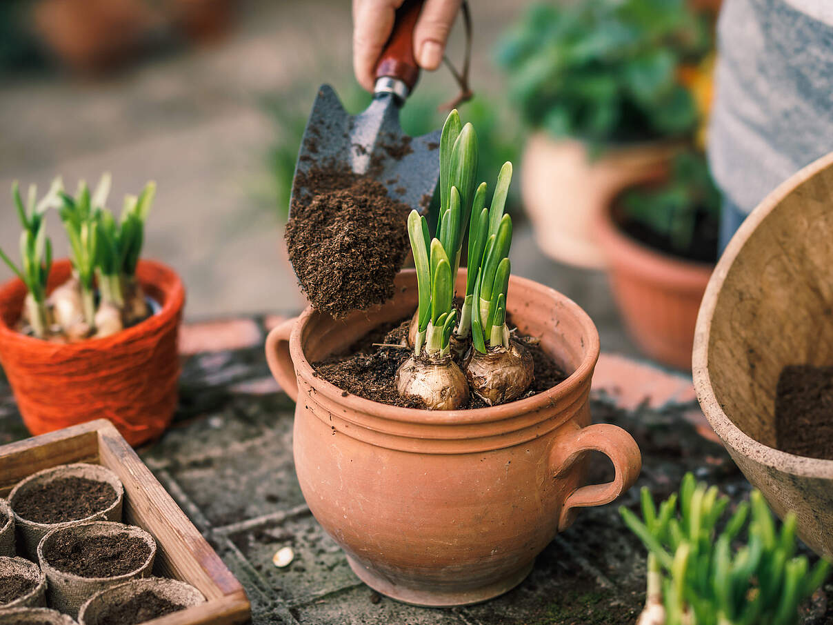 Narzissenzwiebel werden in einen Blumentopf gepflanzt