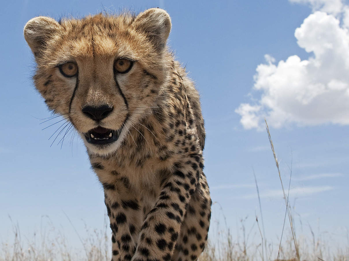 Neugieriger Gepard © Anup Shah