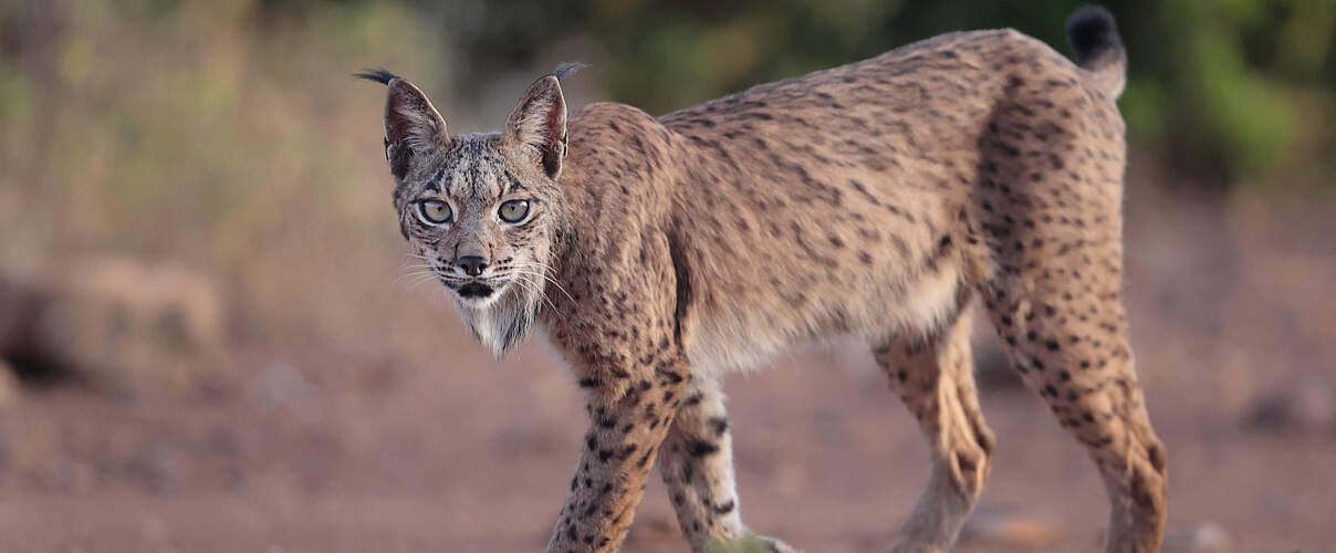 Iberischer Luchs © Antonio LIÉBANA