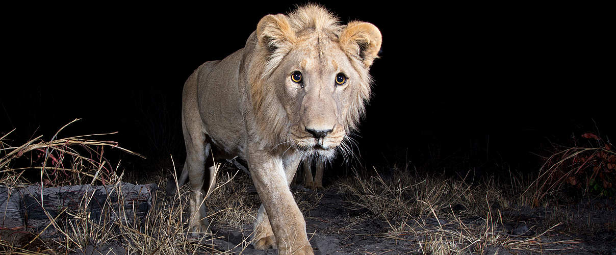 Junges Löwenmännchen tappt in Kamerafalle © Will Burrard-Lucas / WWF-US