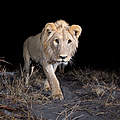 Junges Löwenmännchen tappt in Kamerafalle © Will Burrard-Lucas / WWF-US
