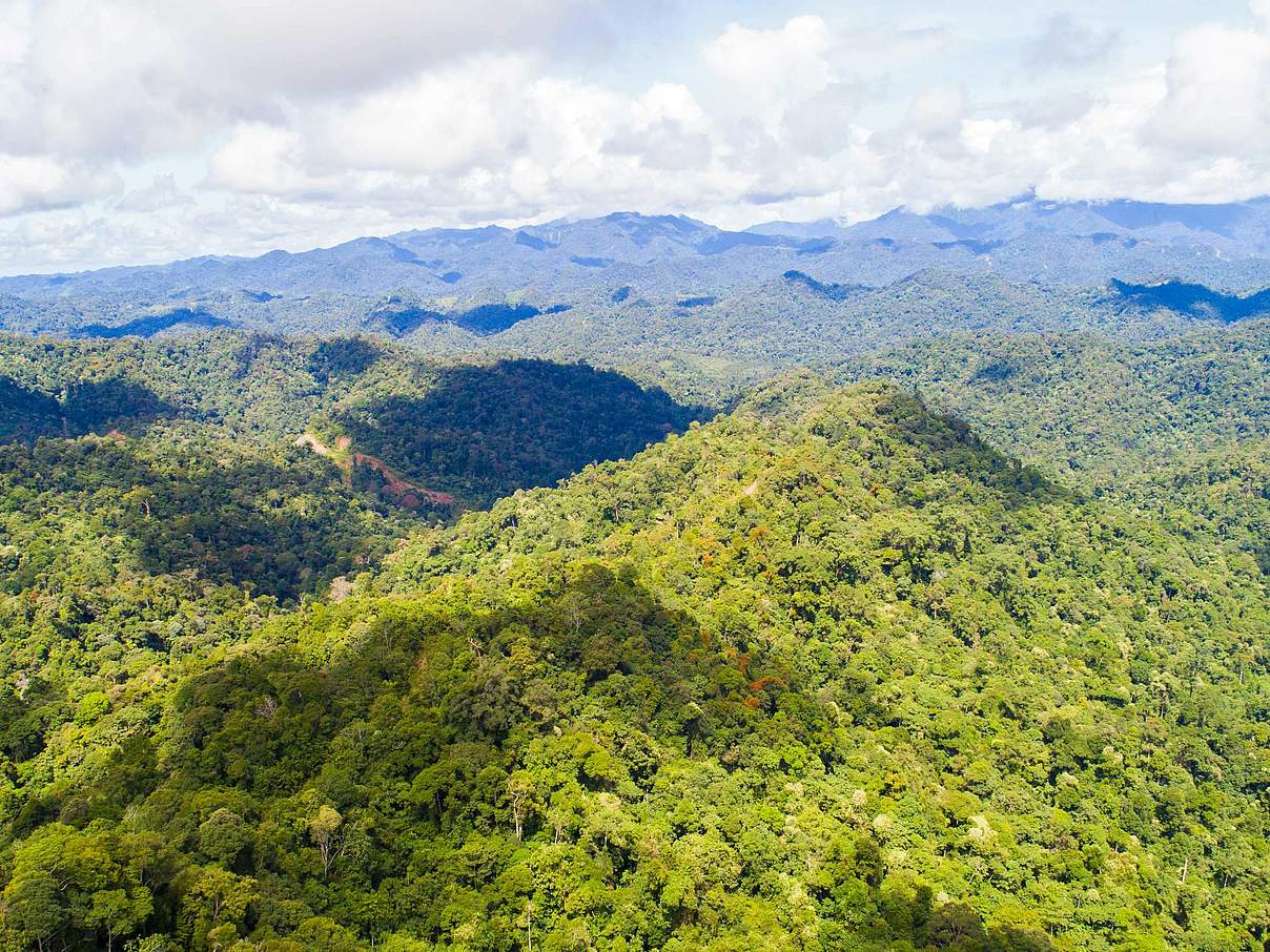 Regenwald in Nordkalimantan © Mazidi Abd Ghani / WWF Malaysia