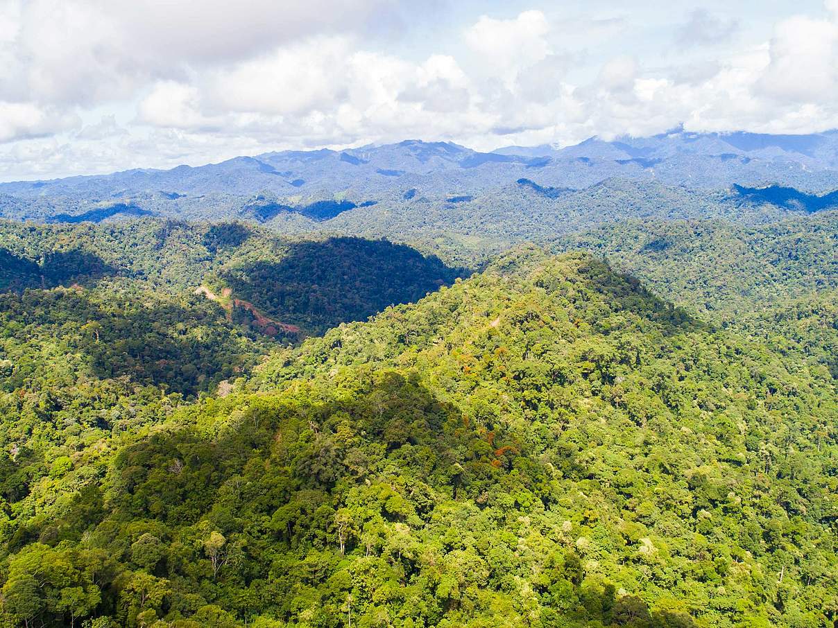 Regenwald in Nordkalimantan © Mazidi Abd Ghani / WWF Malaysia Regenwald in Nordkalimantan © Mazidi Abd Ghani / WWF Malaysia