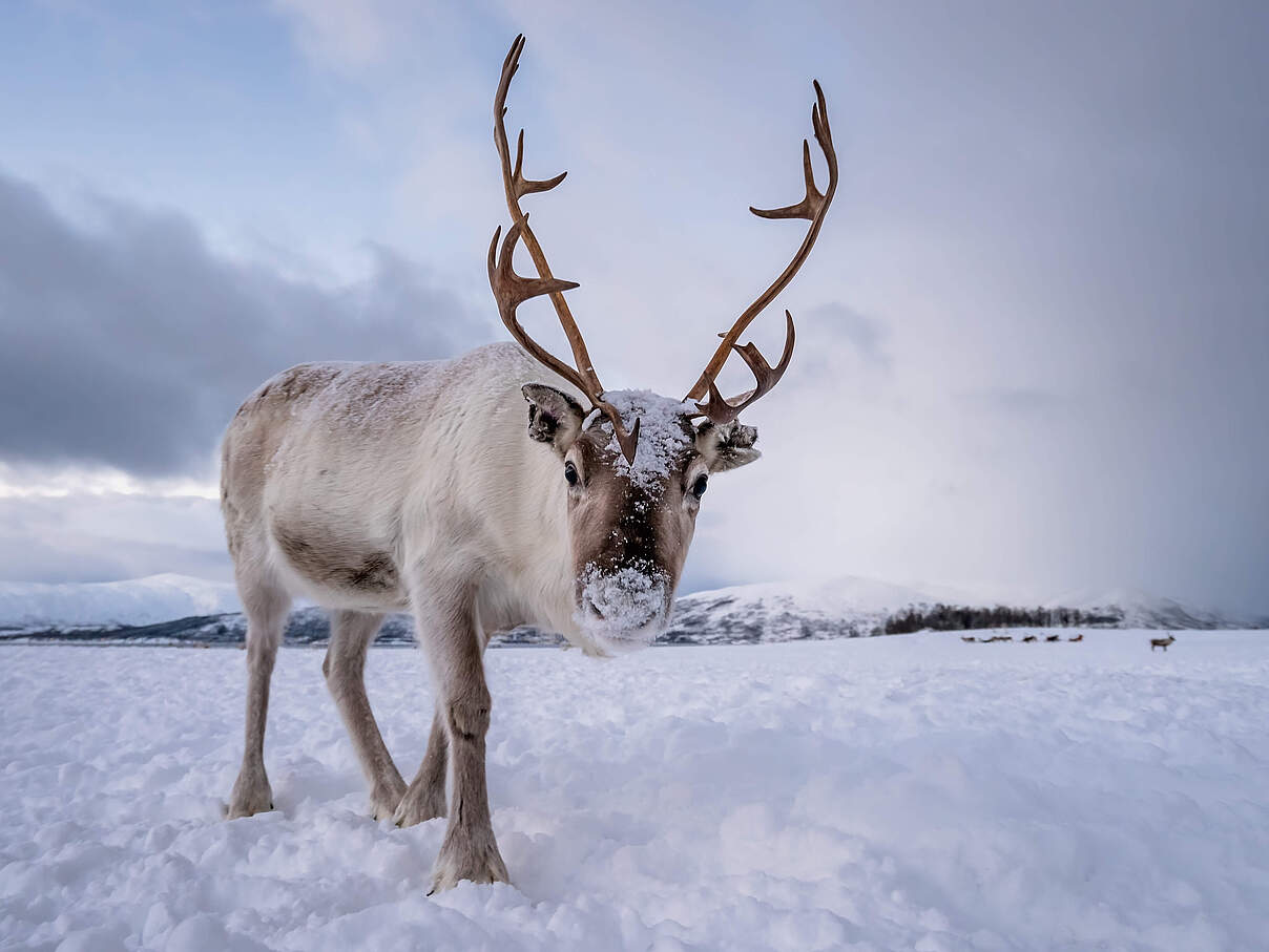Rentier im Schnee © pawopa3336 / iStock / Getty Images