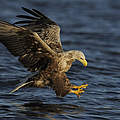 Seeadler © Wild Wonders of Europe / Widstrand / WWF