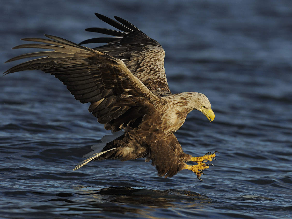 Seeadler © Wild Wonders of Europe / Widstrand / WWF