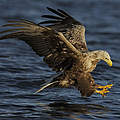 Seeadler © Wild Wonders of Europe / Widstrand / WWF