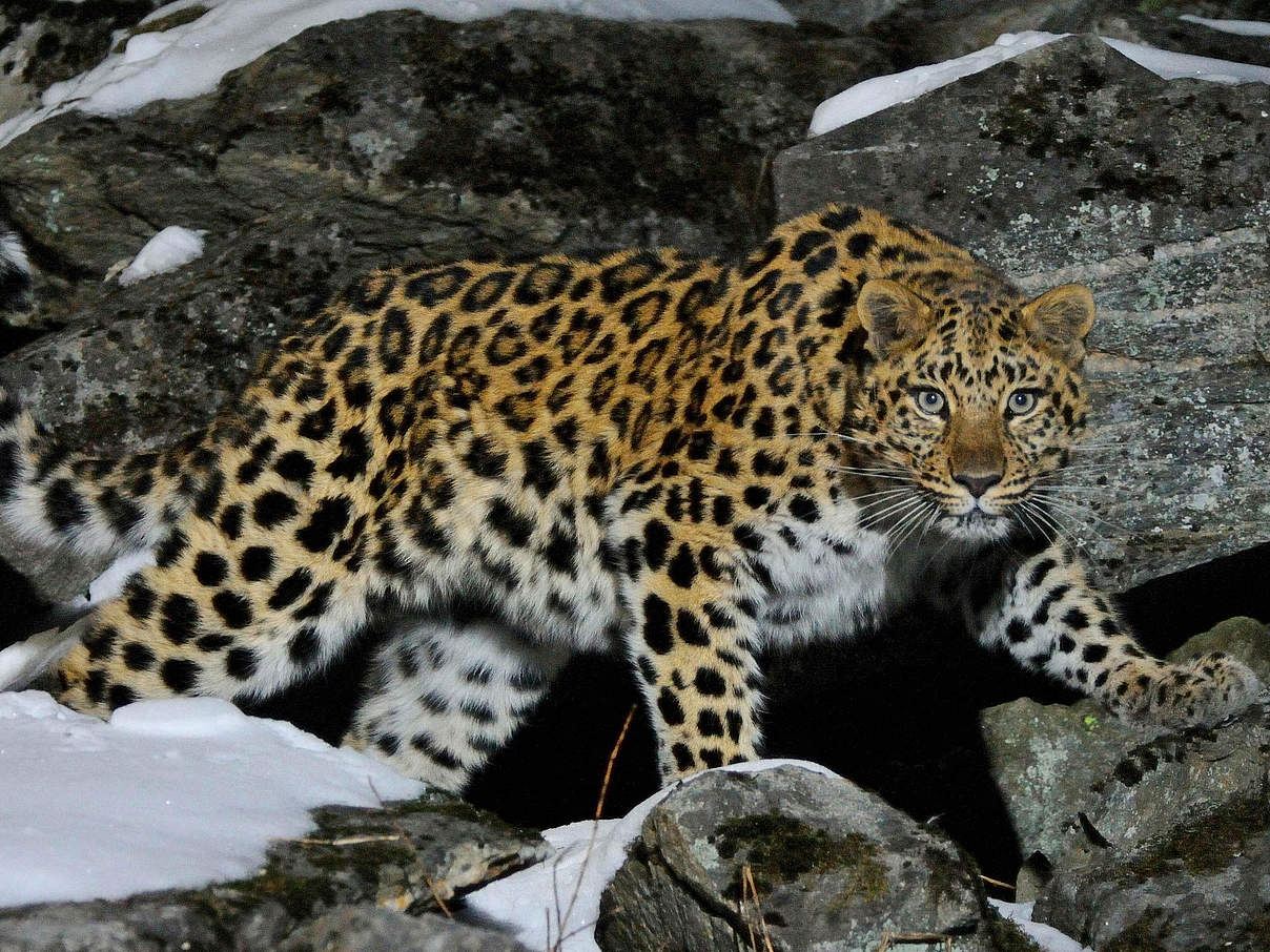 Wildes Amur Leopard Weibchen in Kedrovaya © Vladimir Medvedev / WWF