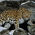 Wildes Amur Leopard Weibchen in Kedrovaya © Vladimir Medvedev / WWF