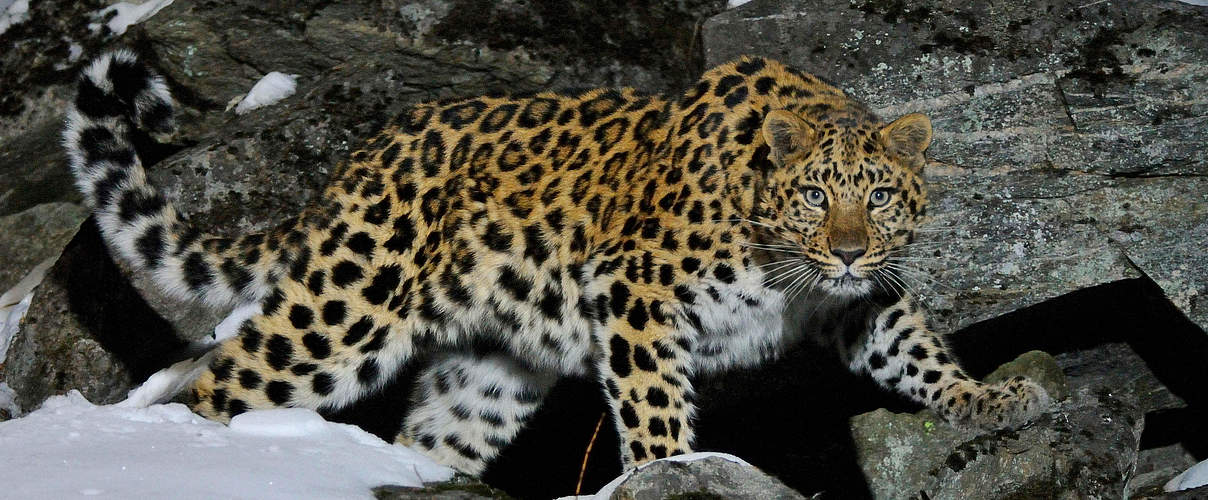 Wildes Amur Leopard Weibchen in Kedrovaya © Vladimir Medvedev / WWF