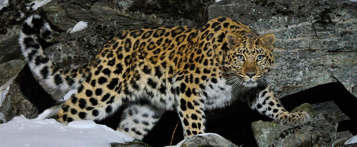 Wildes Amur Leopard Weibchen in Kedrovaya © Vladimir Medvedev / WWF