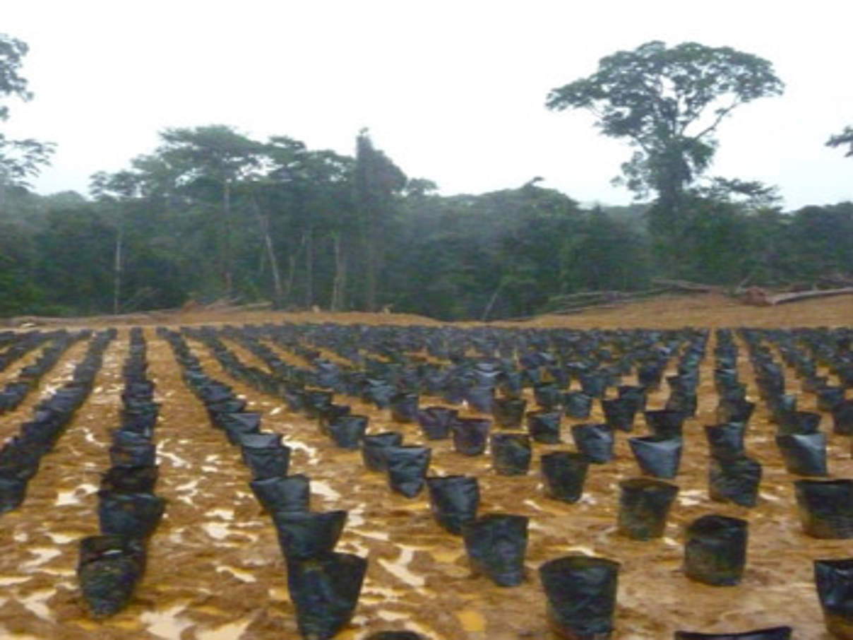 Ölpalmplantage in Kamerun