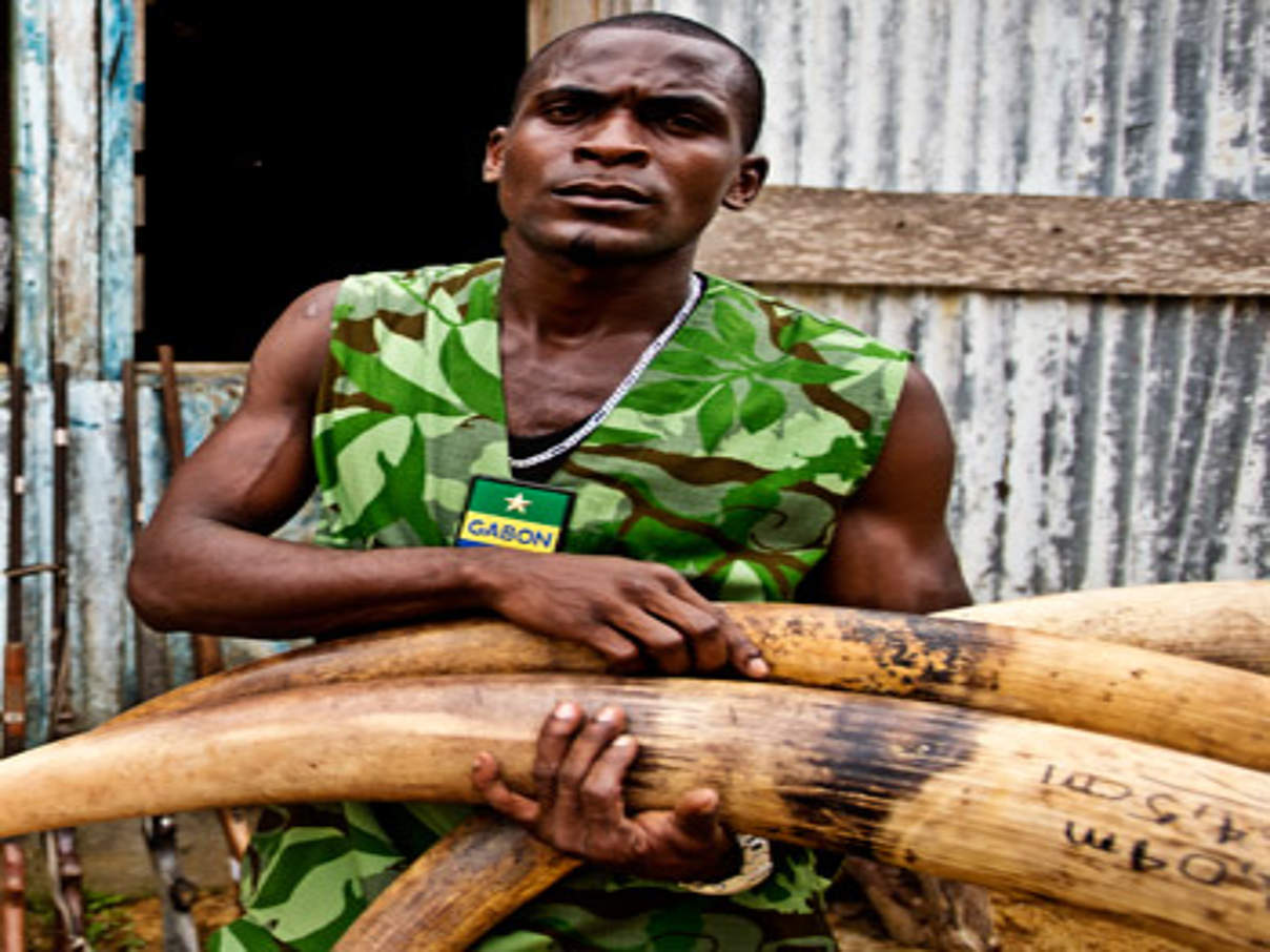 350 Beschlagnahmtes Elfenbein 01 c James Morgan WWF In Zentralafrika hat Elefantenwilderei einen Umfang angenommen, der die gesamte Region destabilisiert und auch für Menschen gefährlich wird. © James Morgan / WWF