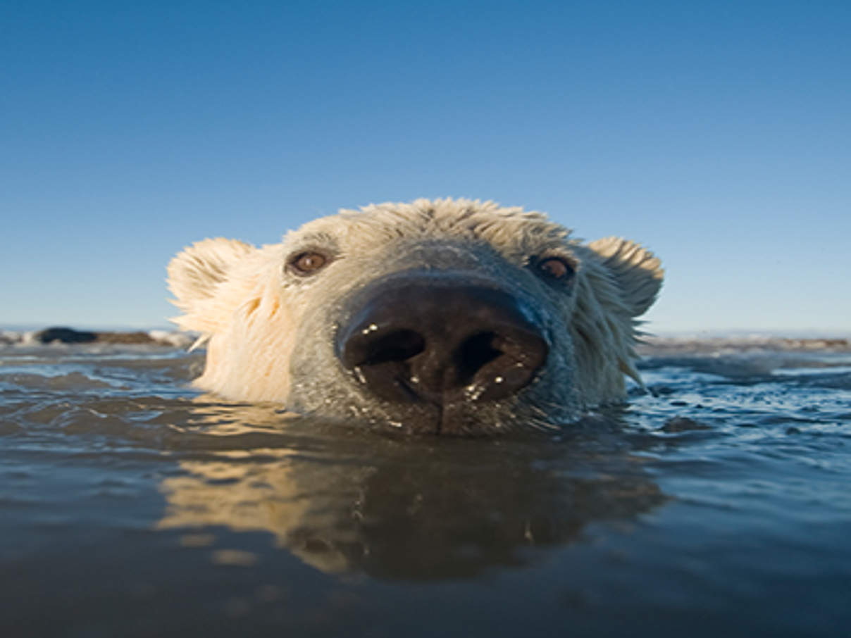 Der Eisbär bekommt die Klimakrise schon heute extrem zu spüren © Steven Kazlowski Barcroft Media