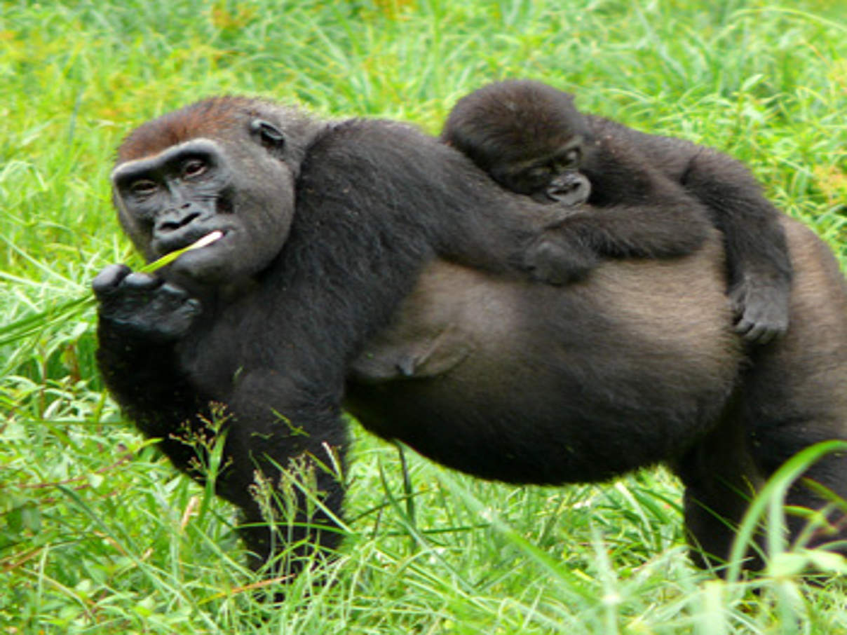 Gorillaweibchen "Malui" mit Jungem "Tembo". © Daniela Hedwig / WWF