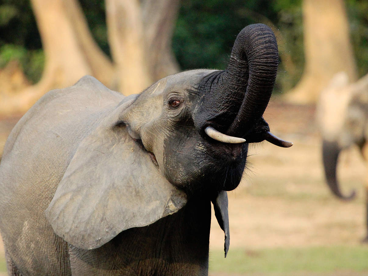 Afrikanischer Waldelefant trinkt mit seinem Rüssel © Carlos Drews / WWF