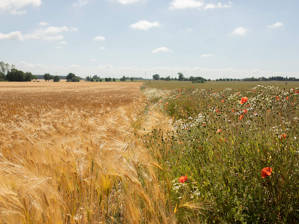 Landwirtschaftfläche mit Blühstreifen © Sonja Ritter / WWF