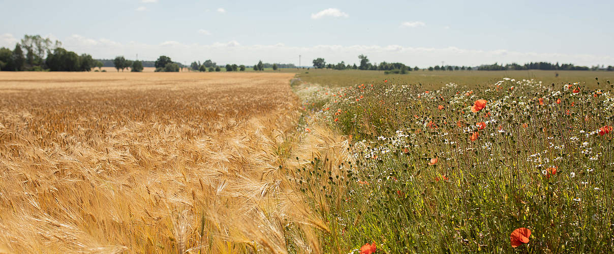 Landwirtschaftfläche mit Blühstreifen © Sonja Ritter / WWF