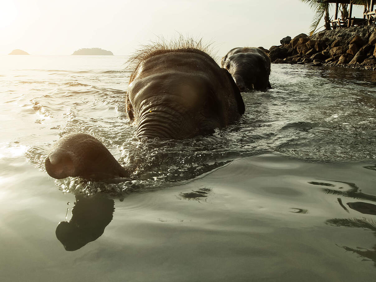 Asiatischer Elefant schwimmt