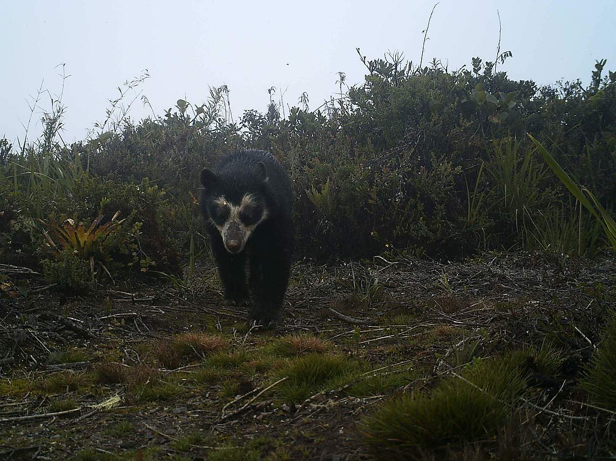 Brillenbär in Peru © WWF-Peru