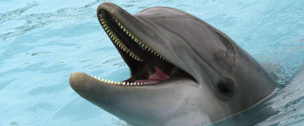 Delfin © Gustavo Ybarra / WWF