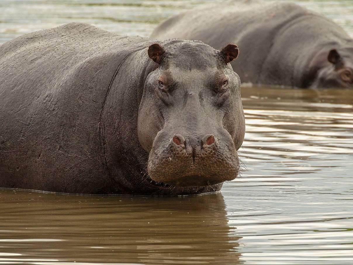 Flusspferd © Jeff Muller / WWF-US