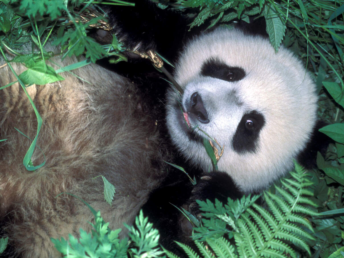 Großer Panda © WWF-US / Colby Loucks 