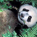 Großer Panda © WWF-US / Colby Loucks 