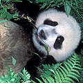 Großer Panda © WWF-US / Colby Loucks 