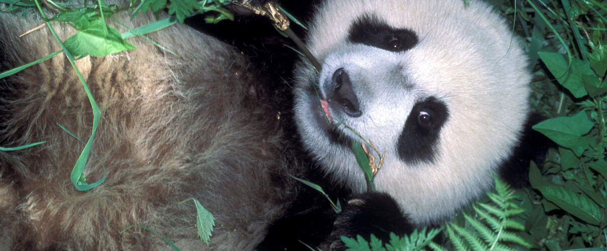Großer Panda © WWF-US / Colby Loucks 