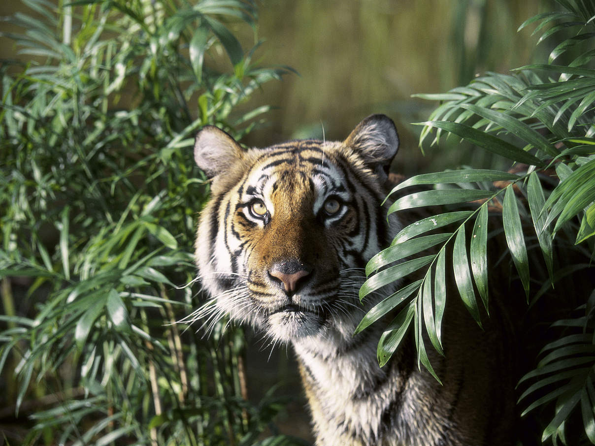 Tiger gehören in ihren natürlichen Lebensraum - auch wenn wir sie dort nicht zu Gesicht bekommen © Pure Stock